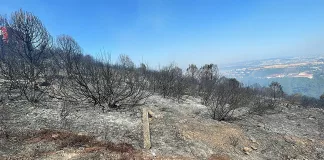 Pendik-Aydos Ormanı'nda Çıkan Yangın Kontrol Altına Alındı