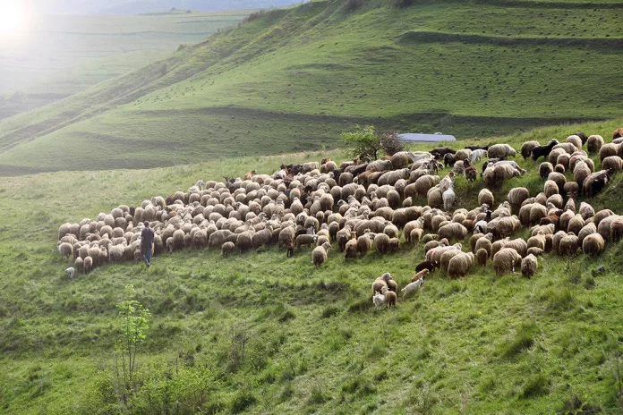 Türkiye Çoban İthal Edecek