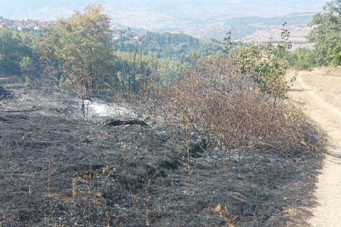 Amasya'da Yangın: Meyve Bahçeleri Kül Oldu