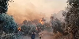 Aydın Germencik'te Orman Yangını Yayılıyor