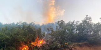 Bingöl'deki Orman Yangını 9 Saatin Ardından Söndürüldü