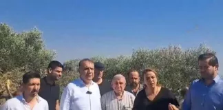 Hatay'da Zeytin Ağaçlarının Kesilmesine Tepki: Helal Olmasın