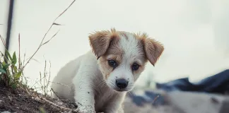 HAYTAP'tan Yavru Bir Köpeği Öldüren M.S.A. İçin Suç Duyurusu