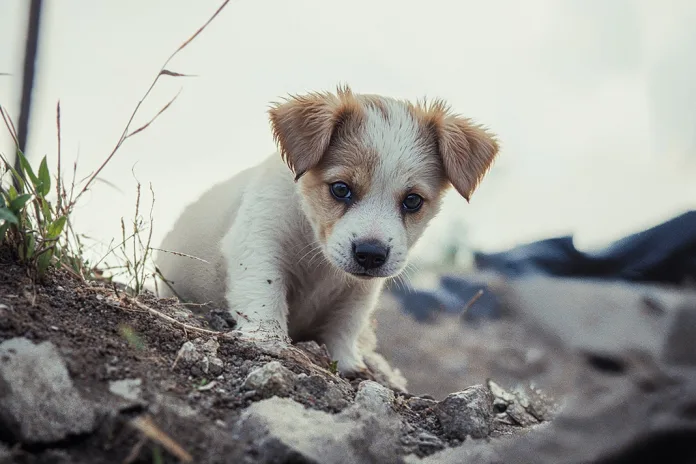 HAYTAP'tan Yavru Bir Köpeği Öldüren M.S.A. İçin Suç Duyurusu