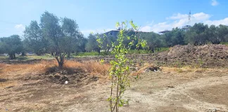 Hatay'da Yol İçin Hukuksuz Sökülen Zeytinlerin Yerine Yenisi Dikiliyor