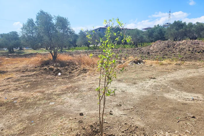 Hatay'da Yol İçin Hukuksuz Sökülen Zeytinlerin Yerine Yenisi Dikiliyor