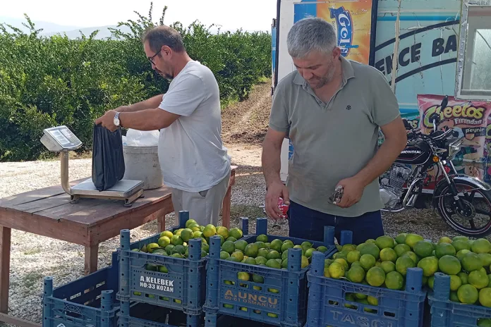 Mandalina Üreticisi: Markette 40 Lira, Tüccar Bizden 7 Liraya İstiyor